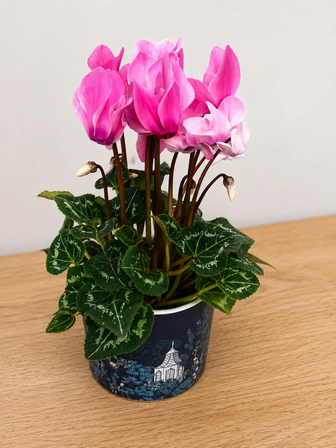 Pink cyclamen plant in a decorative patterned pot