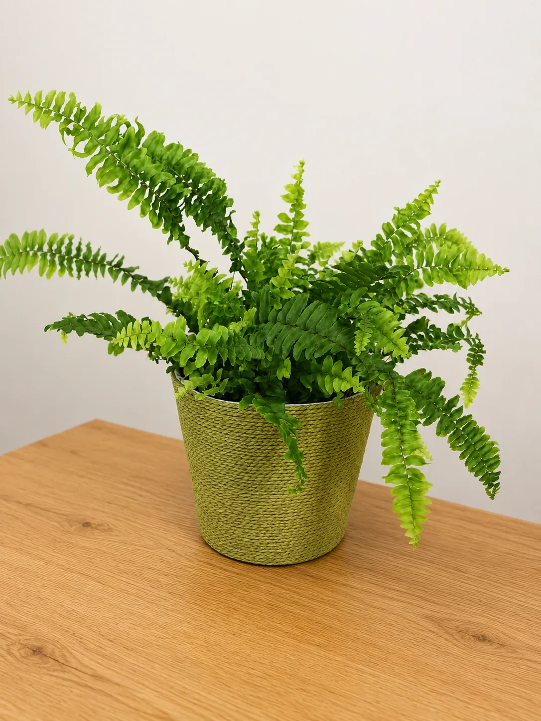 Boston fern plant in a green woven pot