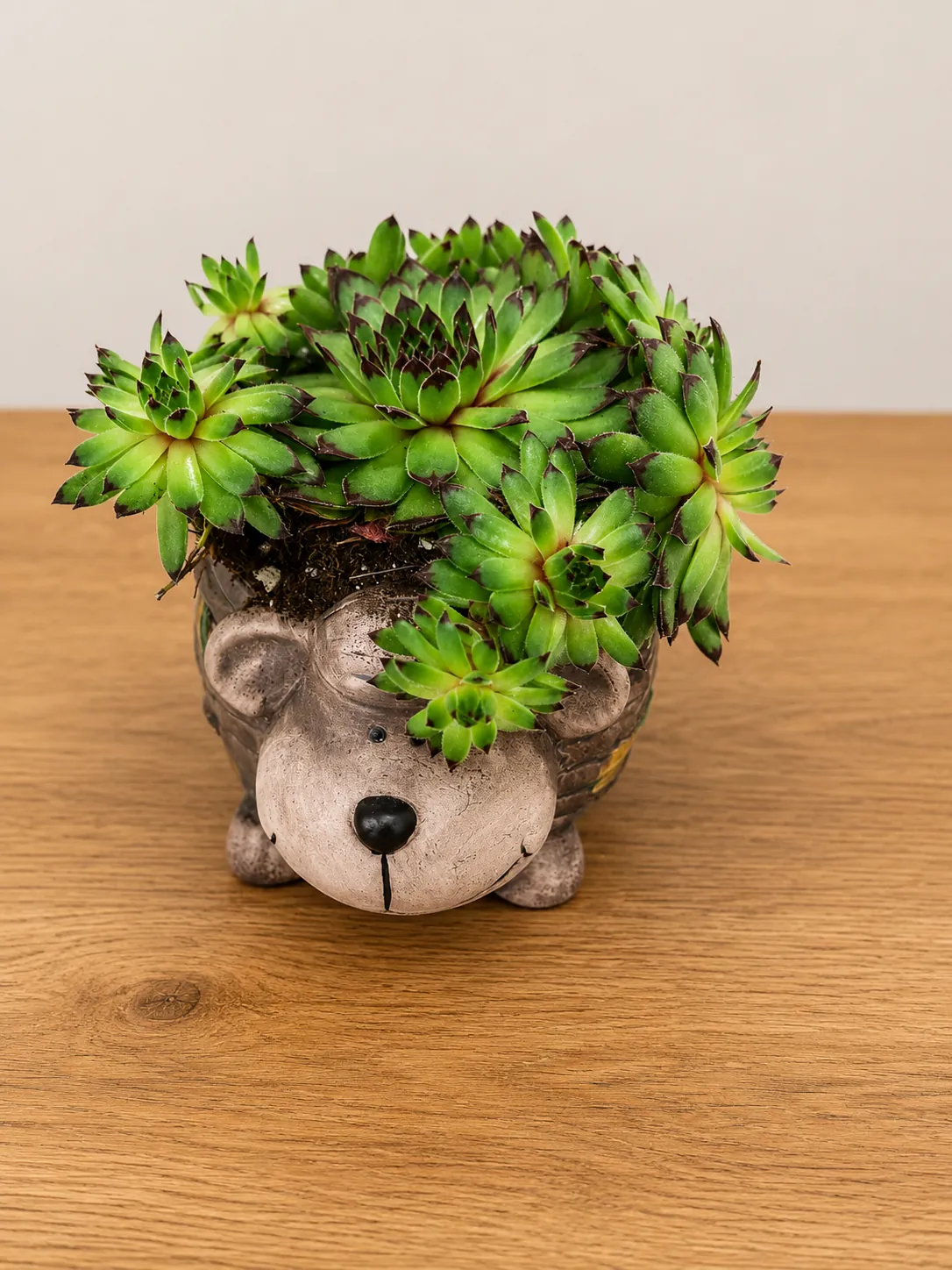 Sempervivum succulents planted in a novelty hedgehog pot