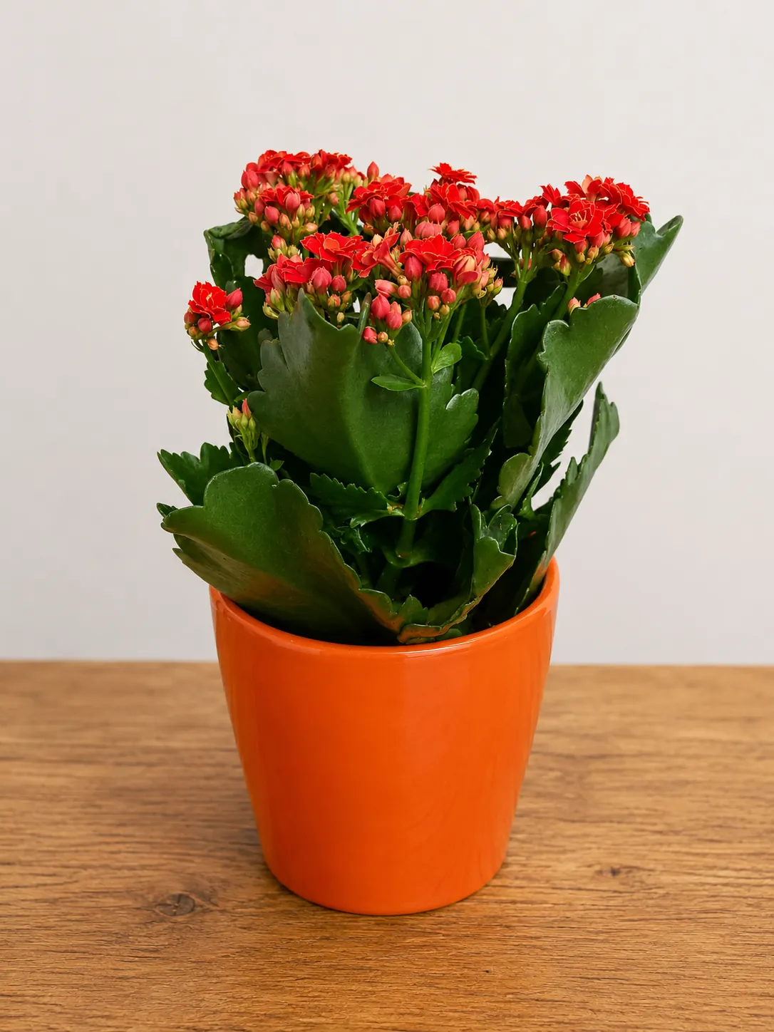 Red flowering kalanchoe plant in an orange ceramic pot
