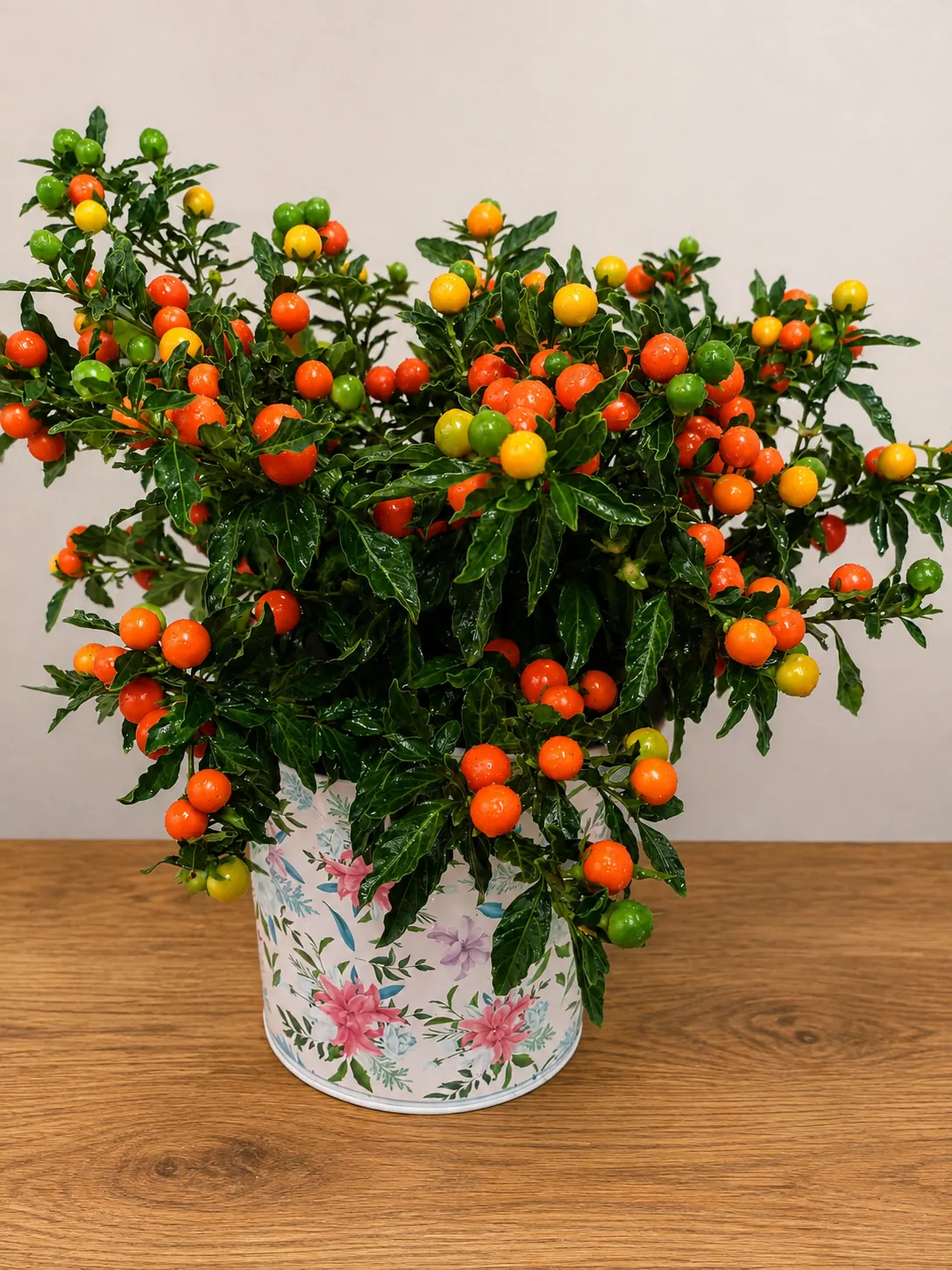 Solanum winter cherry plant with orange, yellow and green berries in a floral-patterned pot