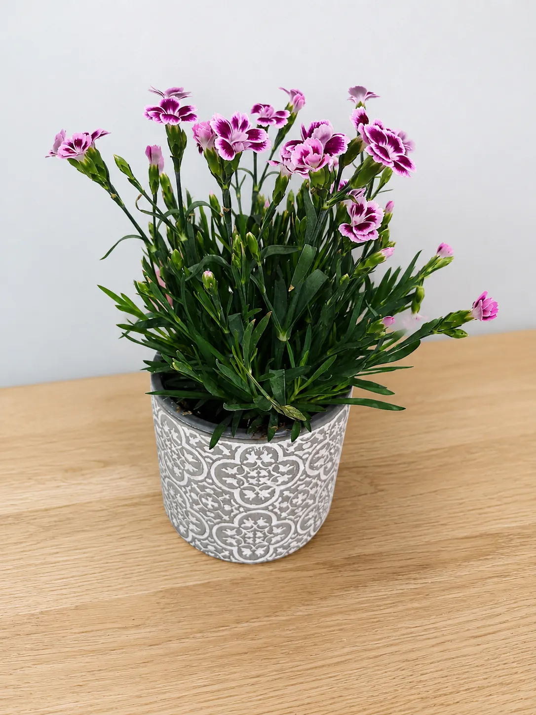 Pink dianthus plant in a patterned ceramic pot