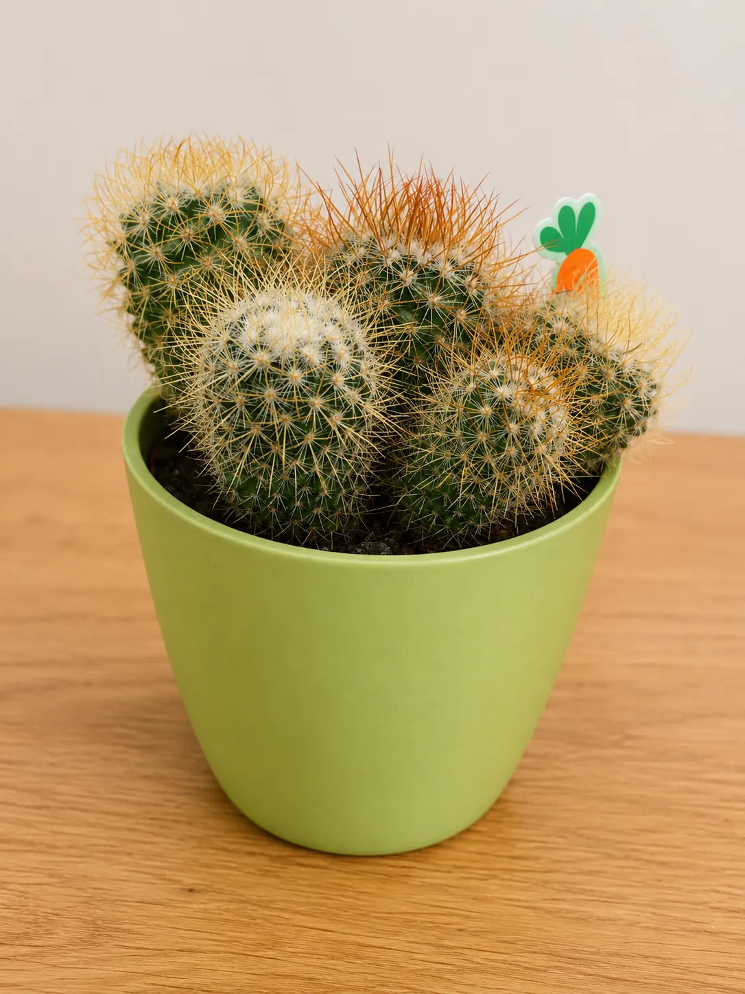 Spiky cactus plant in a green ceramic pot