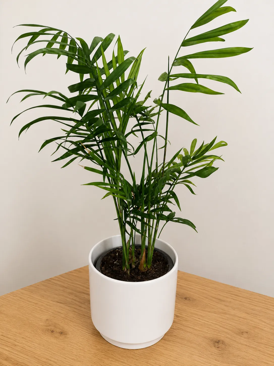 Parlour palm plant in a white ceramic pot
