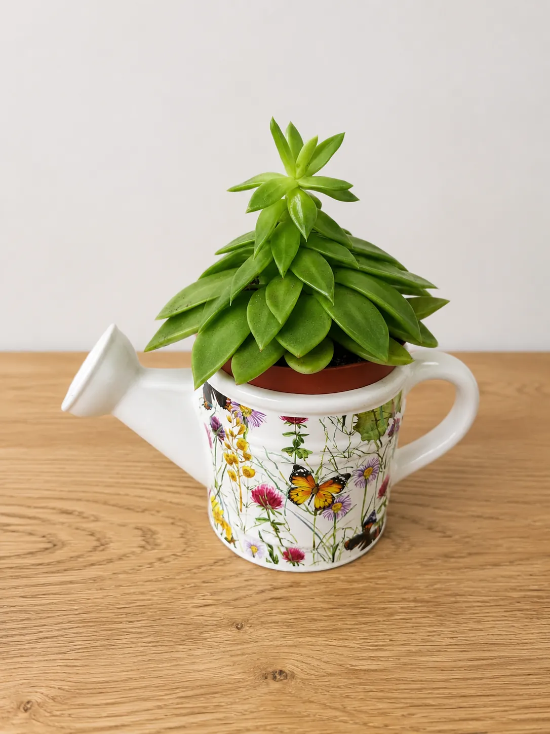 Succulent plant in a floral watering-can style pot