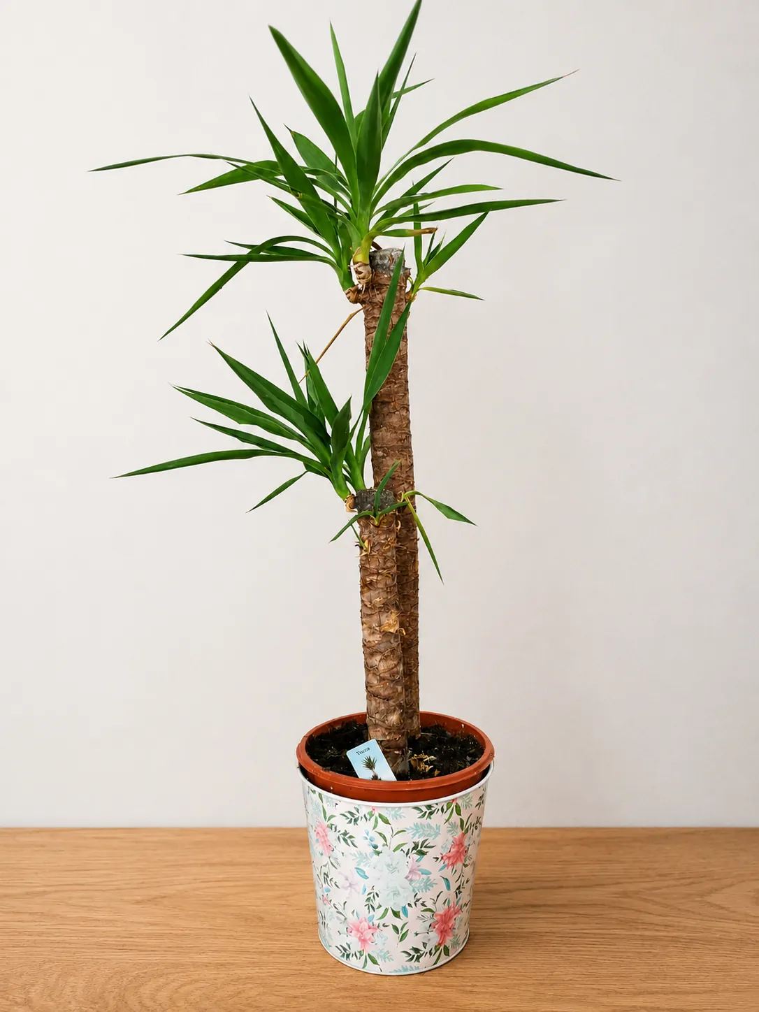 Yucca plant in a floral patterned pot